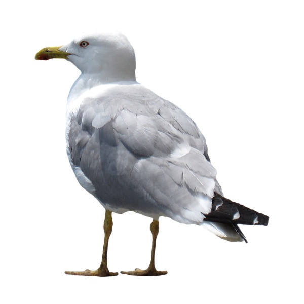 c6bd52835a49a9638e495c3880b7b213–photoshop-herons